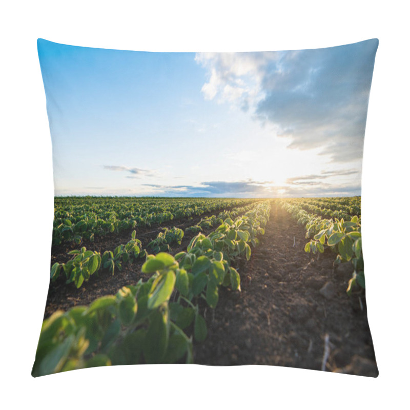 Personality  Soybean Field Ripening At Spring Season, Agricultural Landscape.Soy Plantation. Pillow Covers