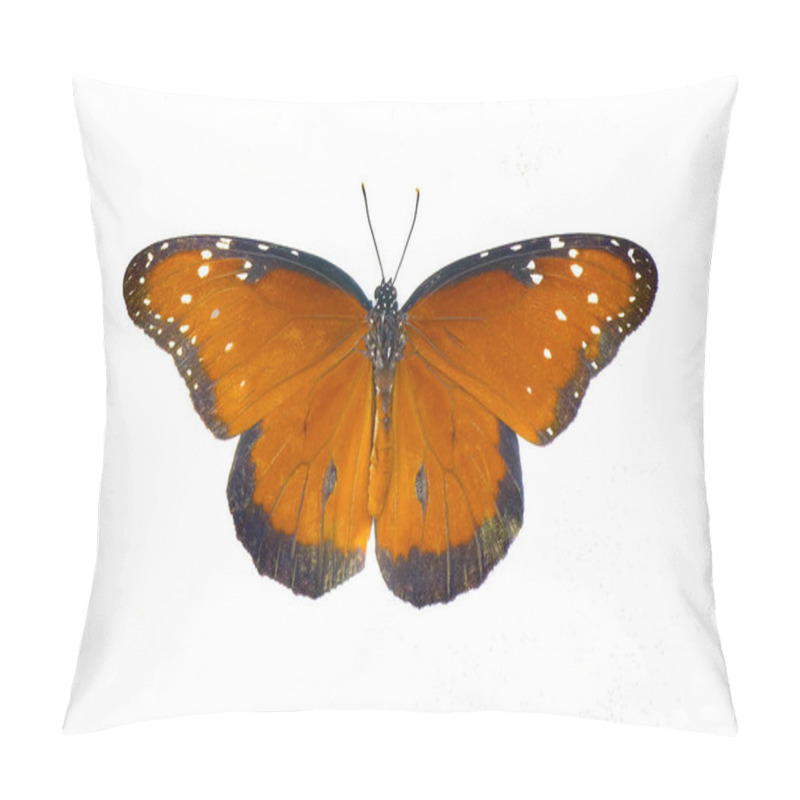 Personality  Adult Queen Butterfly - Danaus Gilippus - Orange, Black Stripes And White Dots Or Spots. Top Dorsal View With Copy Space Isolated On White Background Pillow Covers