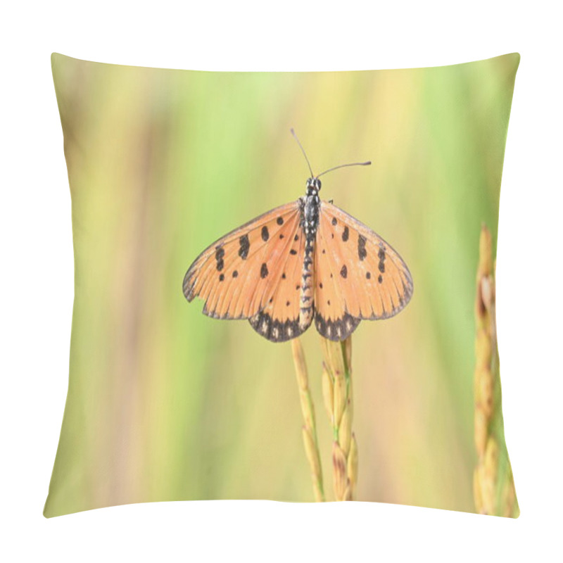 Personality  Acraea Terpsicore Ortawny Coster Butterfly. Lt Is A Small Leathery-wingedbutterfly. Butterfly Sitting On The Paddy Plants.  It Belongs To TheNymphalidaeor Brush-footed Butterfly Family. Pillow Covers