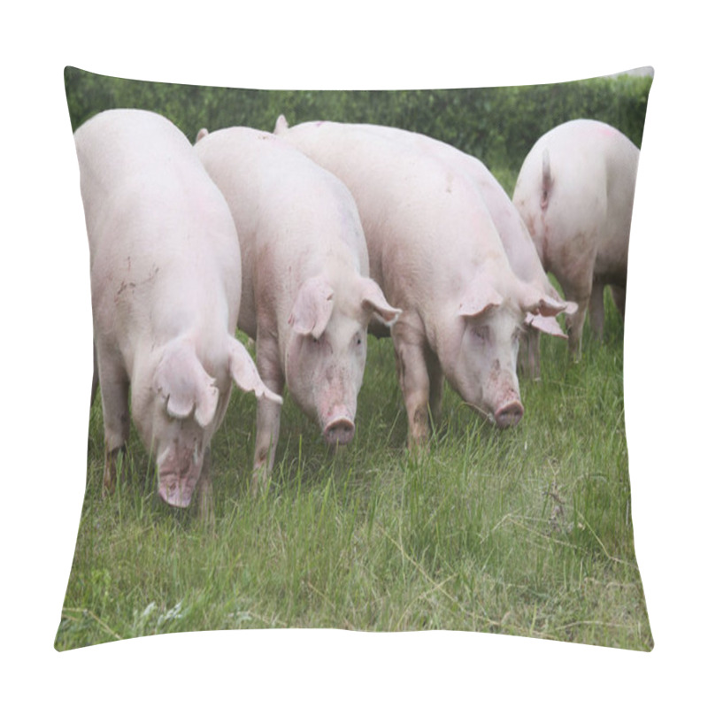 Personality  Group Of Young Sow Grazing On Pasture Pillow Covers