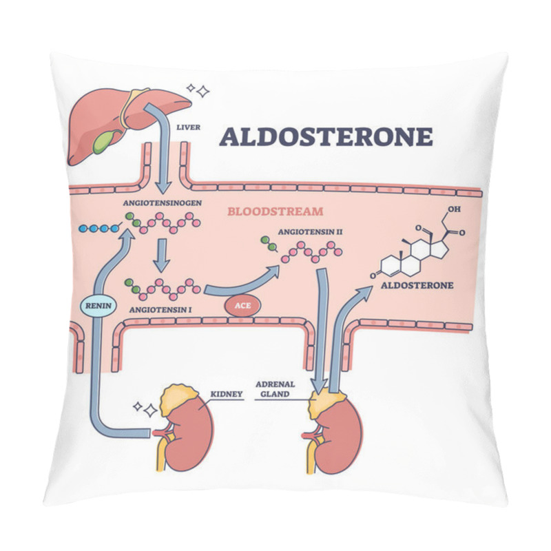 Personality  Aldosterone Mineralocorticoid Steroid Hormone Release Process Outline Diagram Pillow Covers