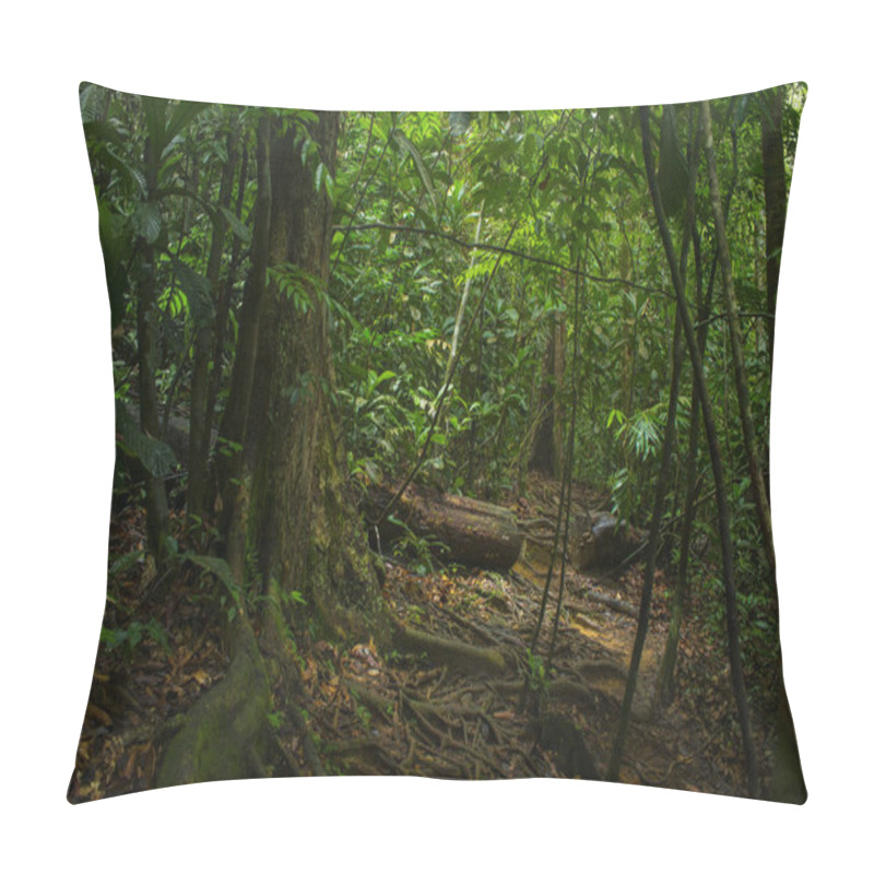 Personality  Tropical Rain Forest In Asia Pillow Covers