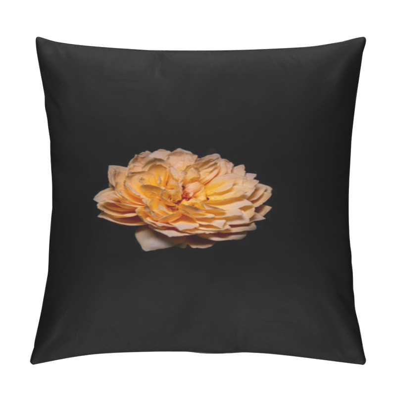 Personality  Orange Roses Blooming On A Dark Background Pillow Covers