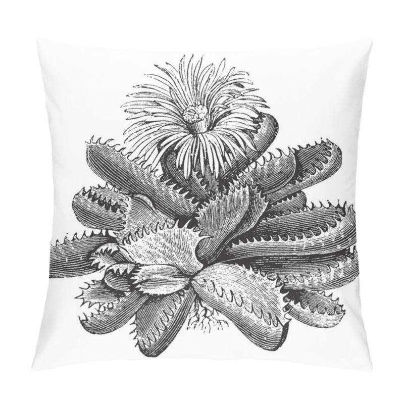 Personality  This Flower Is Soft White & Harmful Teeth Along The Edge. The Flowers Bloom September To November. Generally Open In The Afternoon, Vintage Line Drawing Or Engraving Illustration. Pillow Covers