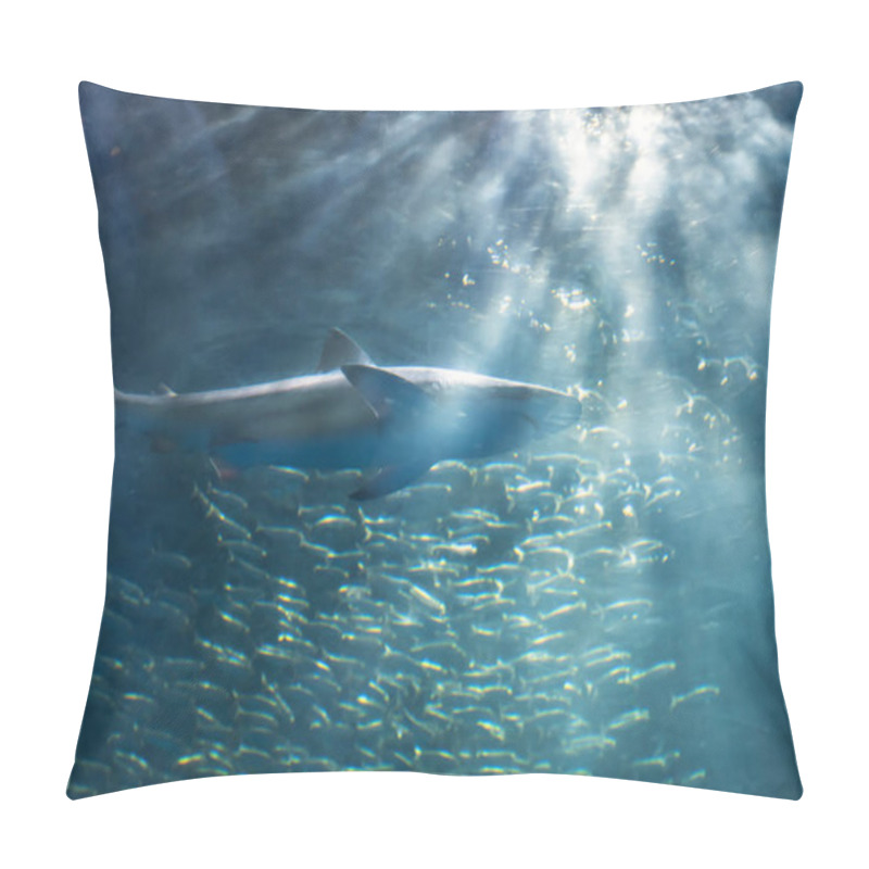 Personality  Shark With Saltwater Sardine Colony  Pillow Covers