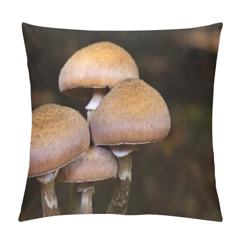 Personality  Armillaria Ostoyae (synonym Armillaria Solidipes) Is A Species Of Fungus, Pathogenic To Trees, In The Family Physalacriaceae. Pillow Covers