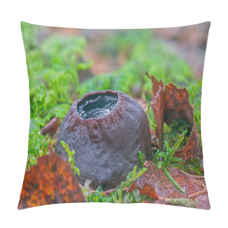 Personality  Sarcosoma Globosum A Rare Mushroom That Must Be Protected And Carefully Preserved. Pillow Covers