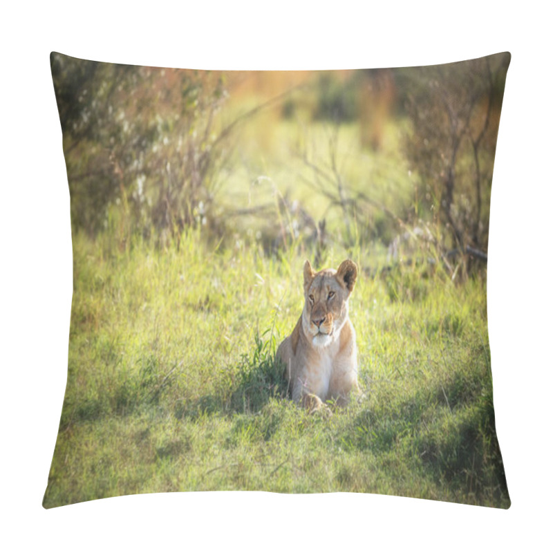 Personality  Beautiful Young Adult Lioness Takes Shade From The Heat Of The Day In The Masai Mara, Kenya.  Pillow Covers