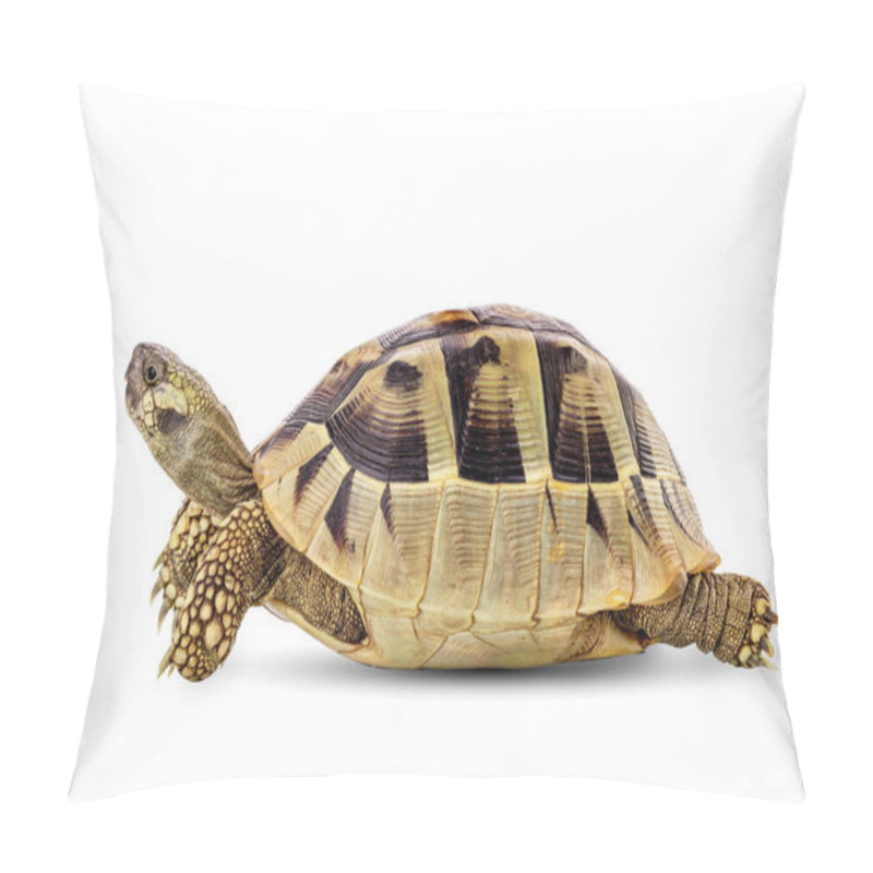 Personality  Turtle Reptile Wildlife Animal Isolated On A White Background With Clipping Path. Pillow Covers