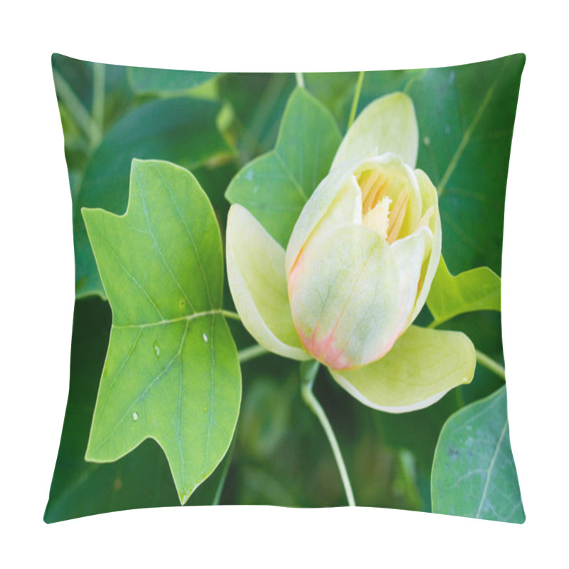 Personality  Beautiful Blossom Of Tulip Tree, Liriodendron Tulipifera Pillow Covers