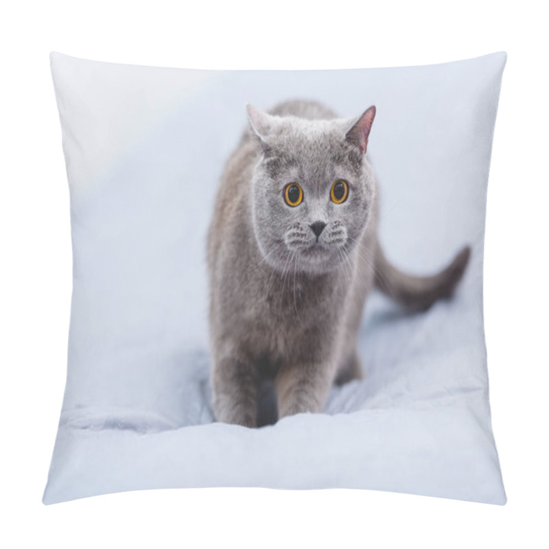 Personality  Close-up View Of Beautiful British Shorthair Cat On Bed    Pillow Covers