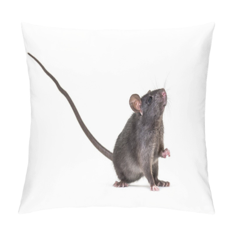 Personality  Black Rat, Rattus Rattus, In Front Of White Background Pillow Covers