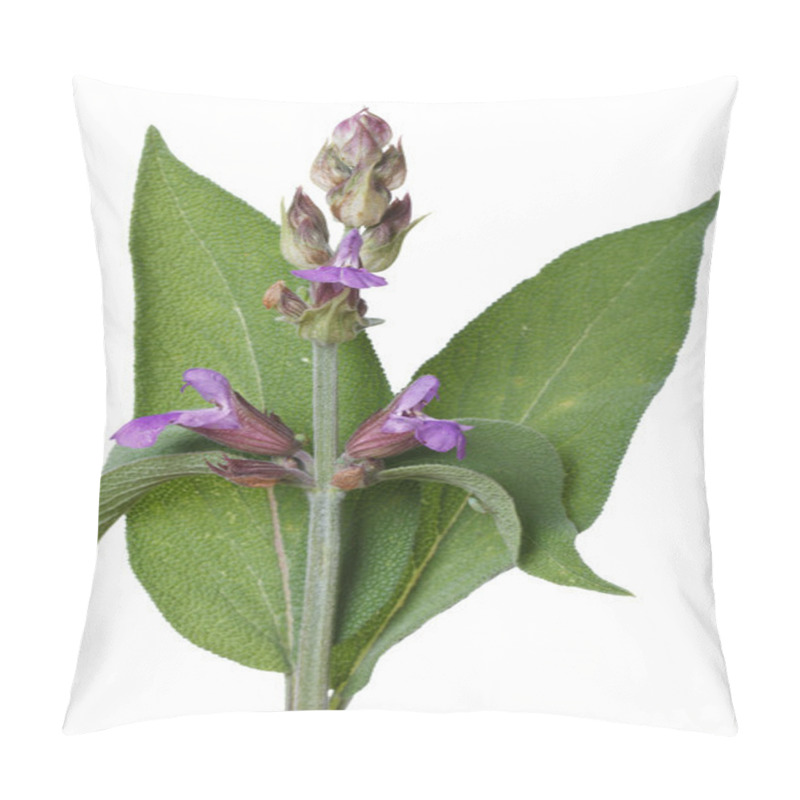 Personality  Flowering Salvia Close Up Isolated On White Pillow Covers