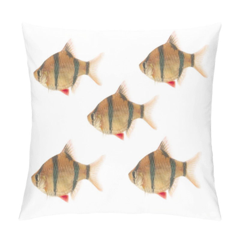 Personality  Sumatran Barb Fish  On White Background Pillow Covers