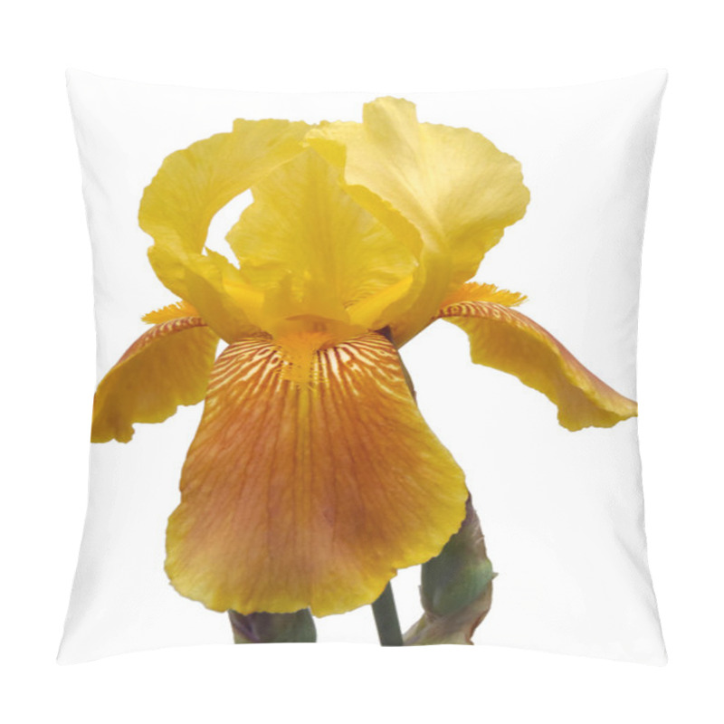 Personality  Yellow Iris On A White Background, Macro. Pillow Covers