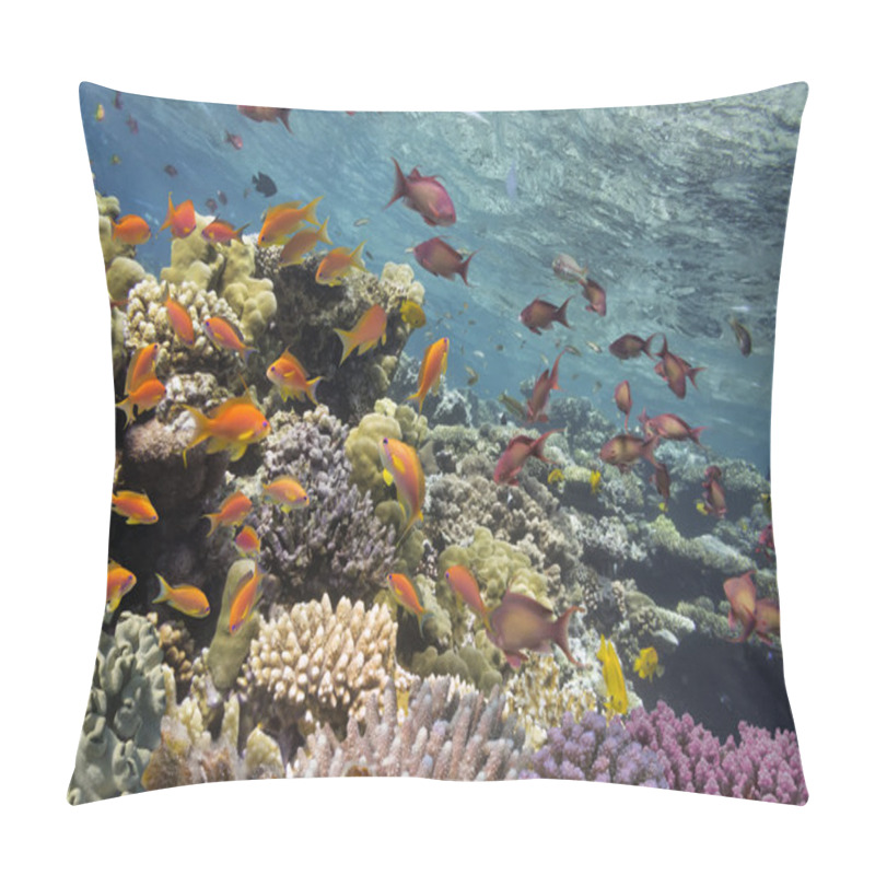 Personality  Tropical Fish And Hard Corals In The Red Sea, Egypt Pillow Covers