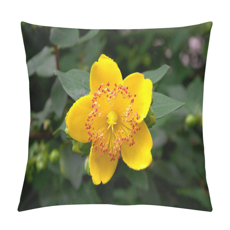 Personality  Yellow Rose Of Sharon In The Garden With A Lot Of Stamens On Green Background Close Up (Hypericum Calycinum) Pillow Covers