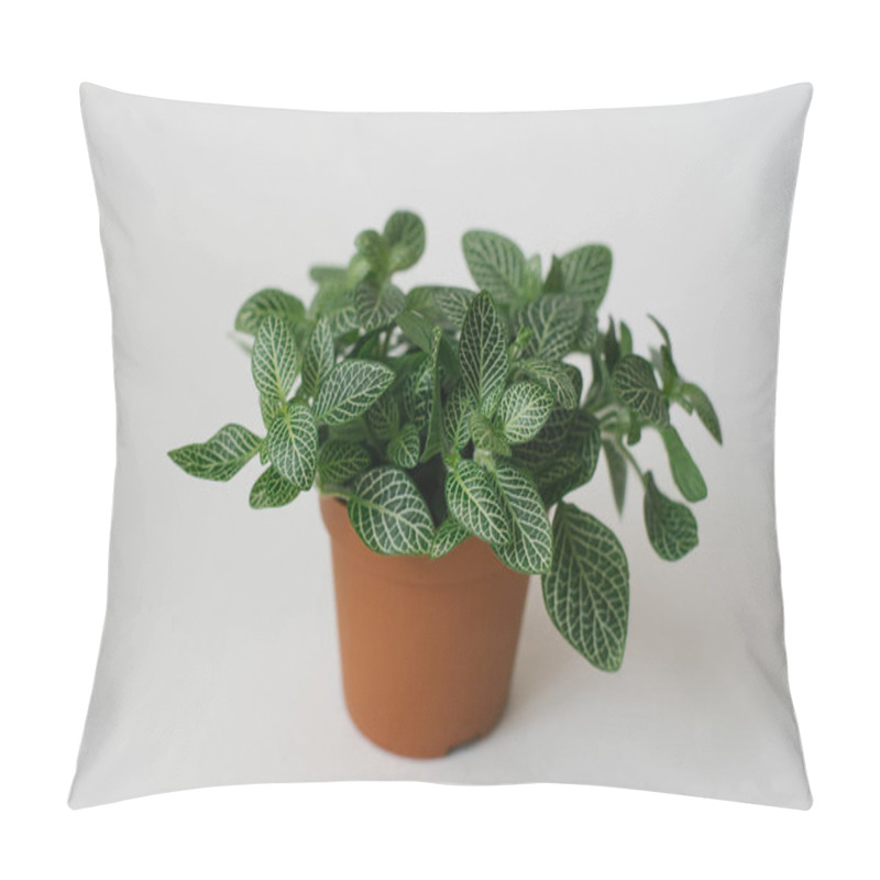 Personality  Houseplant Fittonia Dark Green With White Streaks In A Brown Pot On A White Background Pillow Covers