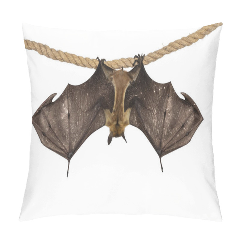 Personality  Young Adult Flying Fox, Fruit Bat Aka Megabat Of Chiroptera, Hanging Backwards On Sisal Rope With Both Spread Showing Structure Of The Bones. Isolated On White Background. Pillow Covers