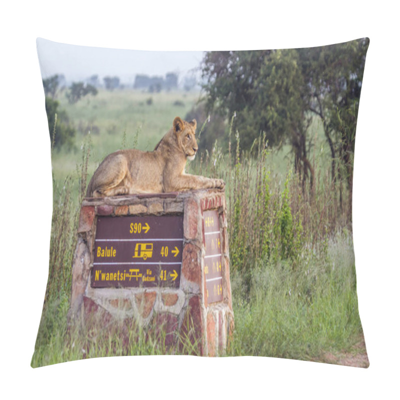 Personality  African Lion In Kruger National Park, South Africa Pillow Covers