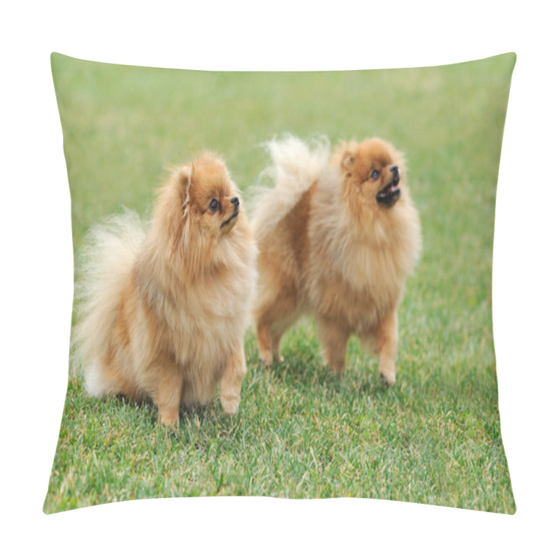 Personality  Brown Pomeranian Dog Pillow Covers