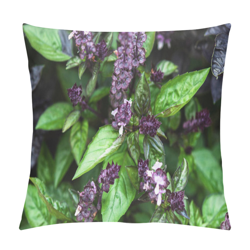 Personality  Cinnamon Basil And Plants With Green Leaves And Purple Flowers Growing In Summer Garden Pillow Covers