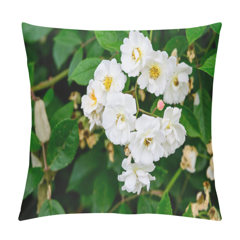 Personality  Large Green Bush With Fresh Delicate White Roses And Green Leaves In A Garden In A Sunny Summer Day, Beautiful Outdoor Floral Background Pillow Covers