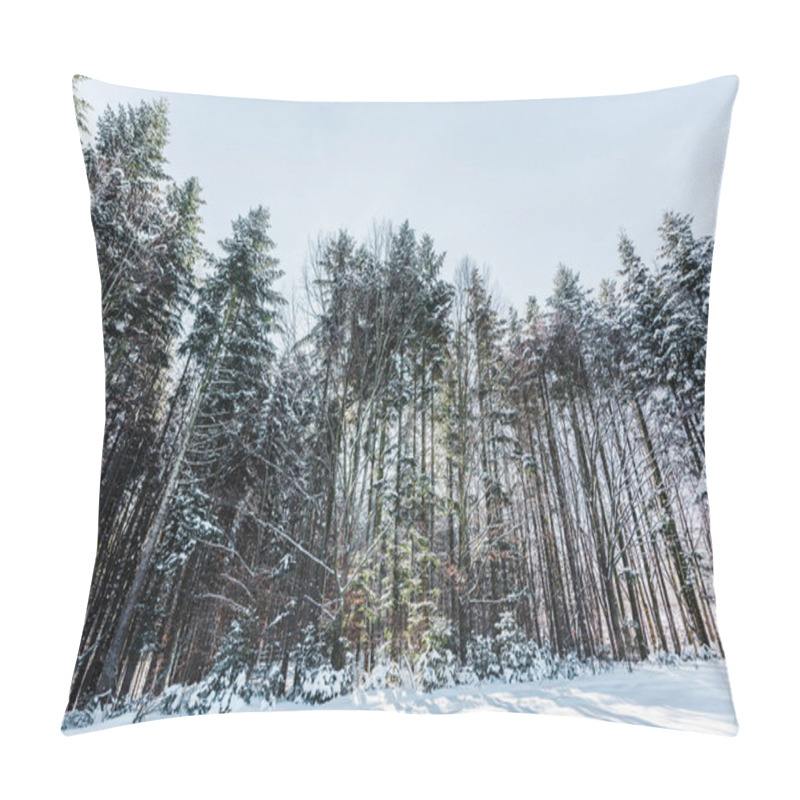 Personality  Forest In Carpathian Mountains With Tall Pines And Snow Pillow Covers