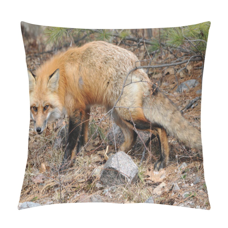 Personality  Red Fox Close-up Profile View In The Forest During The Autumn Season Displaying Its Body And Fluffy And Bushy Tail And Enjoying The Sun In Its Environment And Habitat. Fox Image. Picture. Portrait. Fox Stock Photo. Pillow Covers