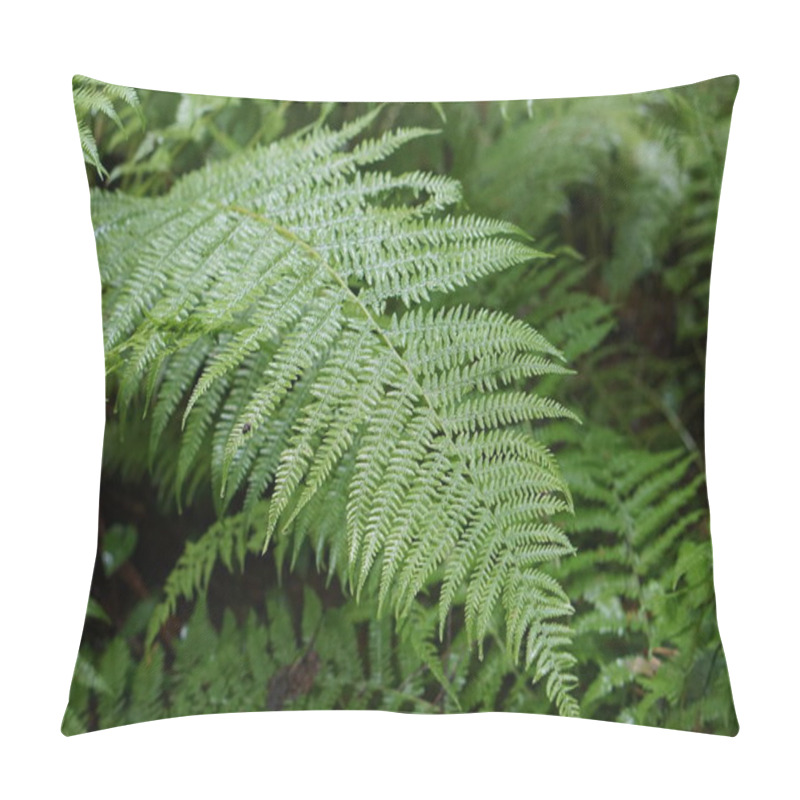 Personality  Fern Leaves In The Forest Pillow Covers