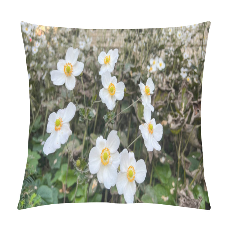 Personality  Eriocapitella Hupehensis White Japanese Anemone In Flower Garden . High Quality Photo Pillow Covers