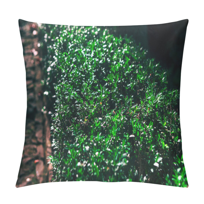 Personality  Lush Green Hedge With Small Glossy Leaves. Hedge Is Illuminated By Sunlight, Creating A Vibrant And Healthy Appearance, And It Runs Alongside A Stone Pathway, Adding To Aesthetic Appeal Of The Scene Pillow Covers