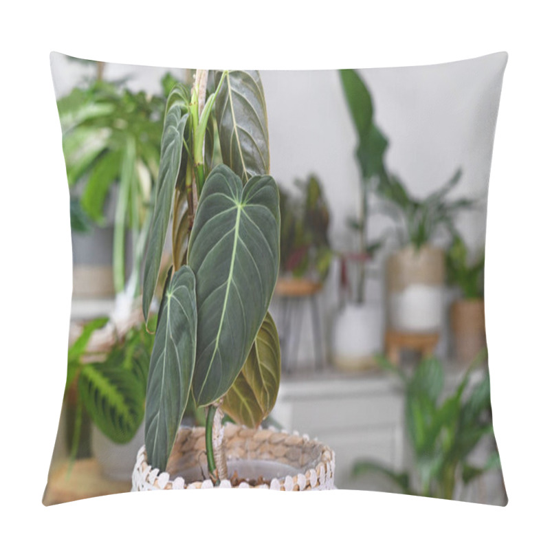 Personality  Close Up Of Leaf Of Tropical 'Philodendron Melanochrysum' Houseplant With Other Plants In Background Pillow Covers