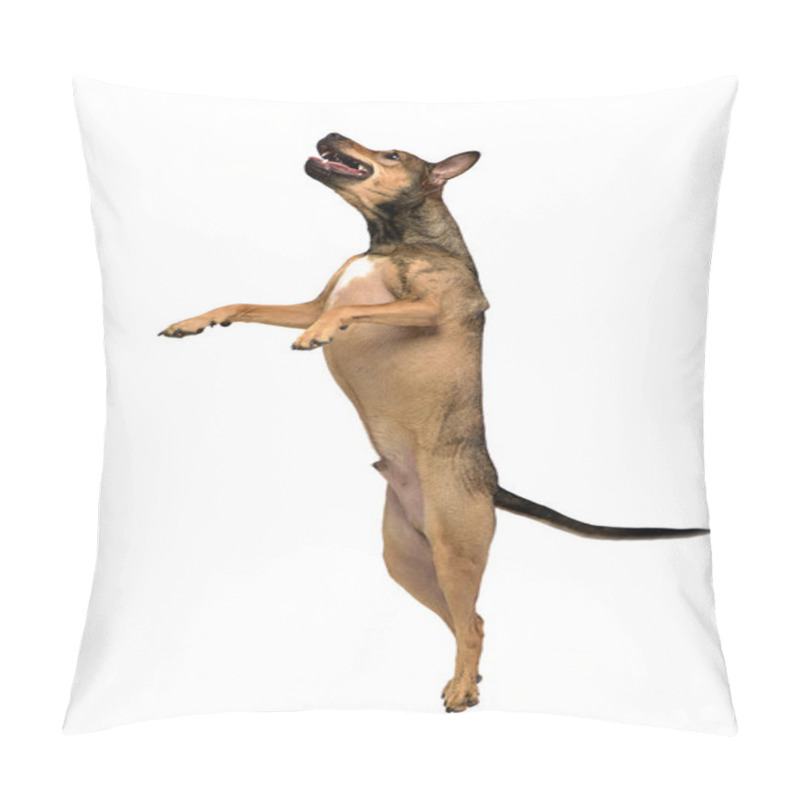 Personality  An Adorable Mixed Breed Dog Standing On Two Legs, Studio Shot, Isolated On White. Pillow Covers