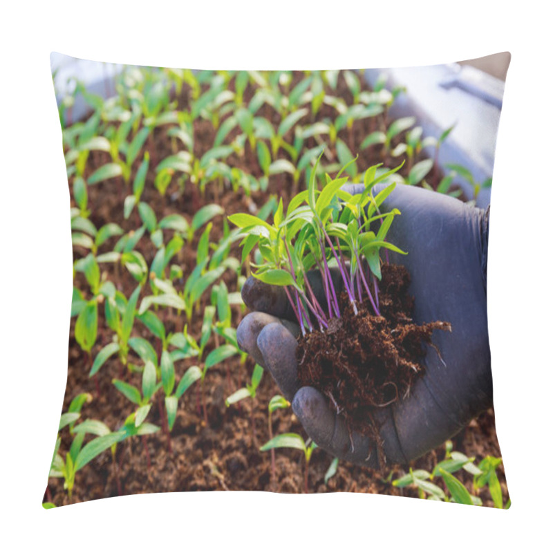 Personality  Transplanting Seedlings. Transplanting Young Pepper Seedlings For Further Growth. Gardening. Pillow Covers