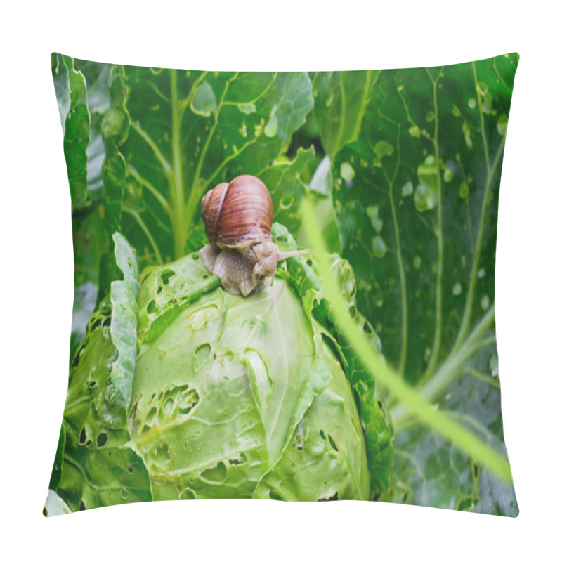 Personality  Snail Is Sitting On Cabbage In The Garden Pillow Covers