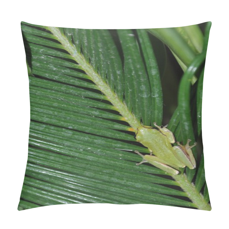 Personality  Tree Frog Pillow Covers