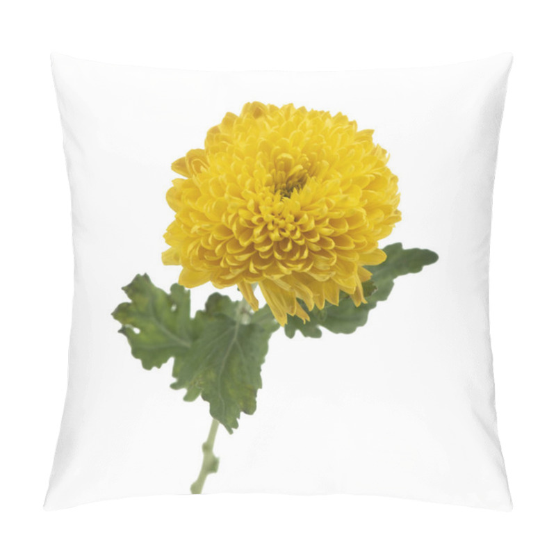 Personality  Blossom Of Beautiful Yellow Chrysanthemum Flower Isolated Pillow Covers