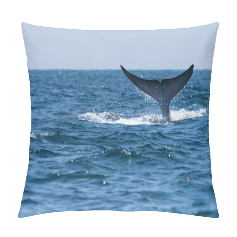 Personality  Bruda Whale Swimming Up To The Surface Showing At The Gulf Of Thailand Pillow Covers