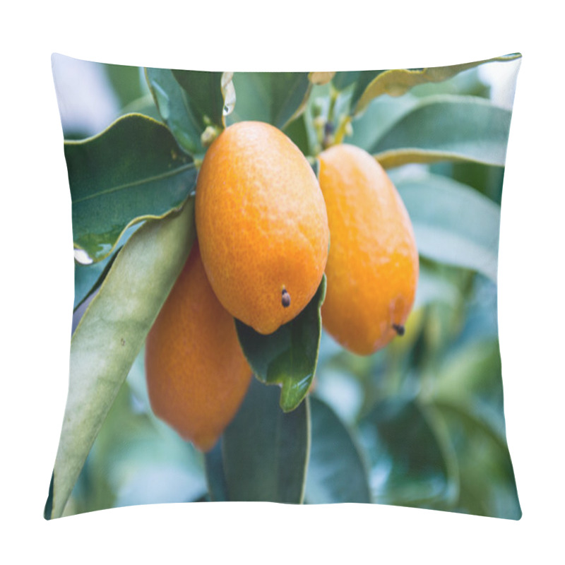 Personality  Oranges Pillow Covers