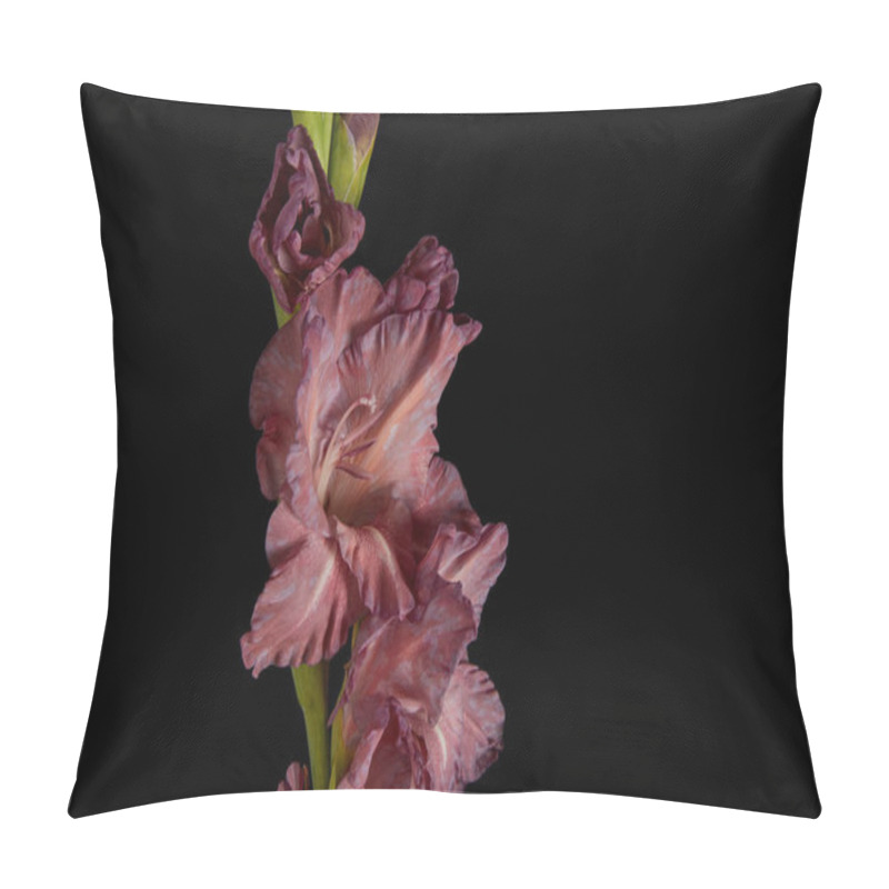 Personality  Close-up View Of Beautiful Fresh Violet Gladiolus Isolated On Black Background Pillow Covers