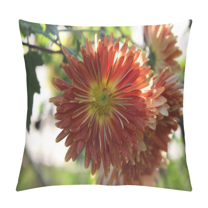 Personality  Chrysanthemum, Spoon Mums Or Chrysanths Pillow Covers