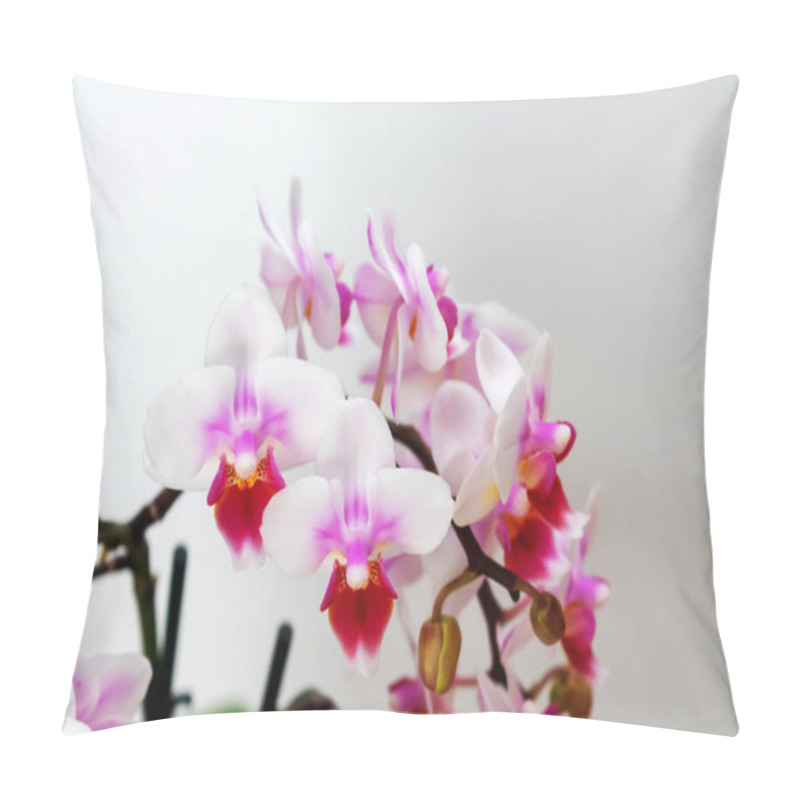 Personality  Phalaenopsis Orchid Flower, Butterfly Orchid, It Is Also Called Alevilla Orchid And Mouth Orchid Pillow Covers