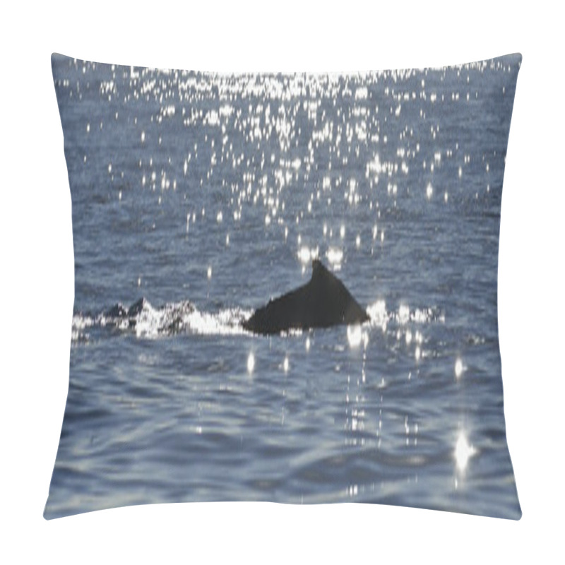 Personality  Humpback Whale Swimming In The Pacific Ocean, Back Of The Whale Diving Pillow Covers