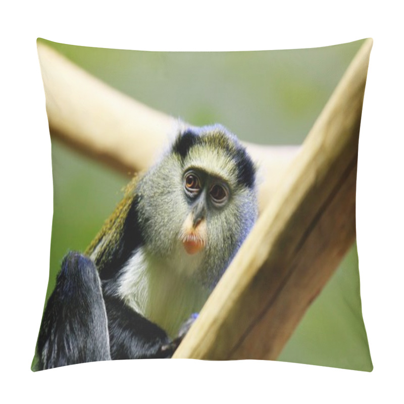 Personality  Campbell Monkey Pillow Covers