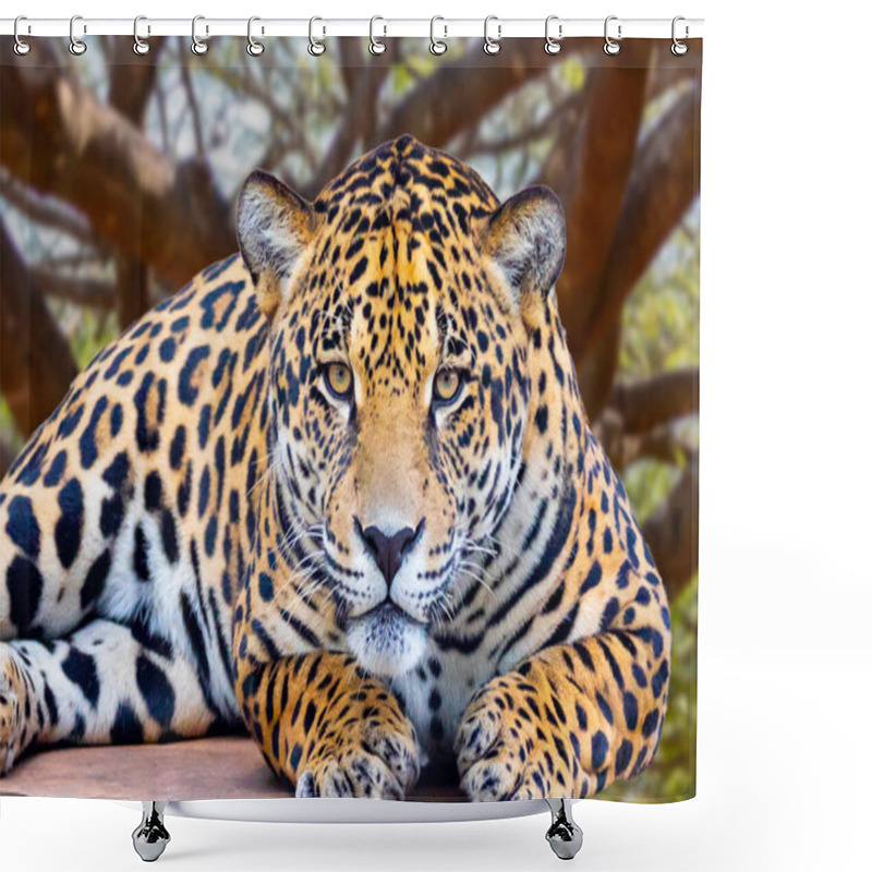 Personality  Jaguar (Panthera Onca) In Portrait And Selective Focus With Depth Blur Shower Curtains