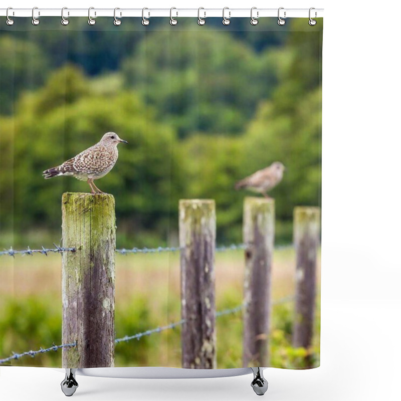 Personality  Birds Perched On A Fence Post In A Rural Countryside Shower Curtains