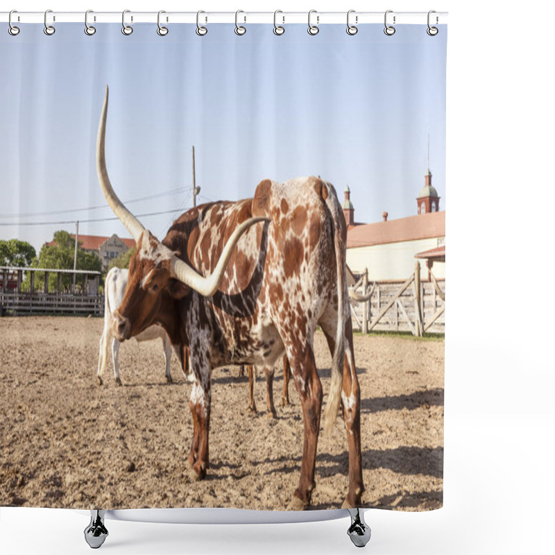 Personality  Young Texas Longhorn Steer Shower Curtains