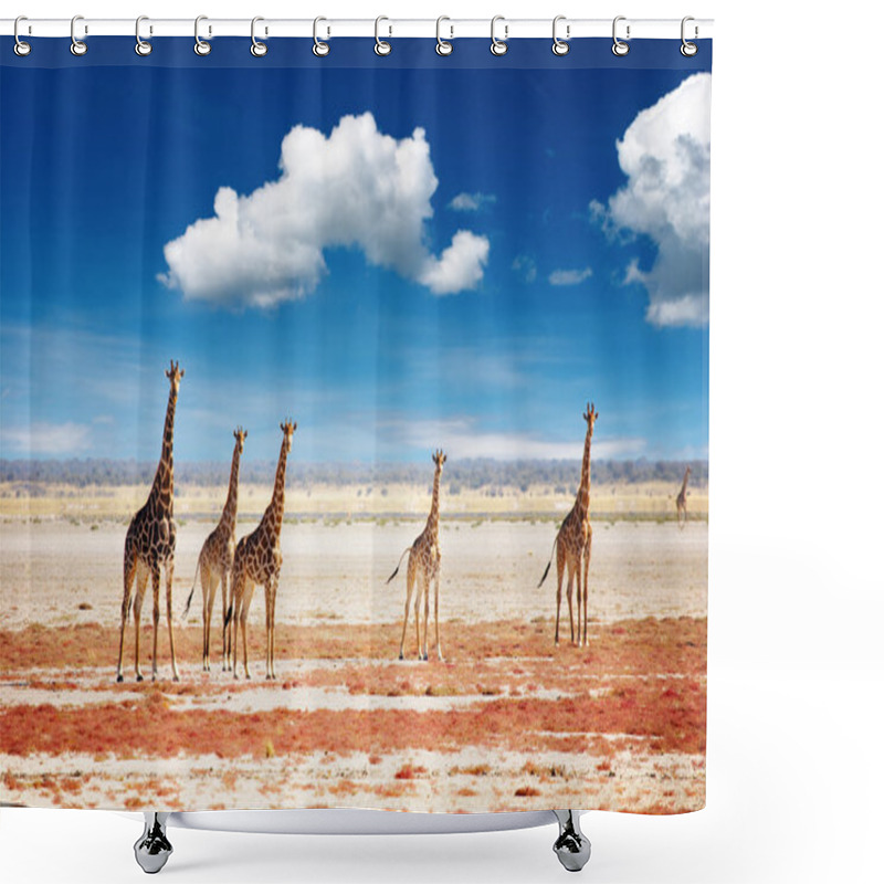 Personality  Herd Of Giraffes Shower Curtains