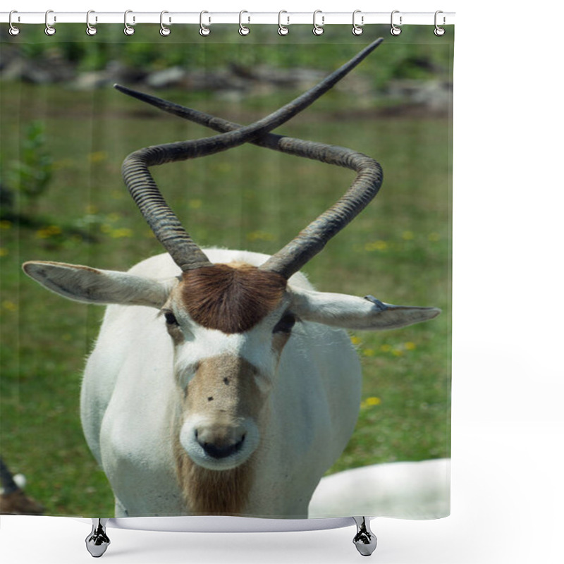 Personality  Addax, Also Known As The White Antelope And The Screwhorn Antelope, Is An Antelope Of The Genus Addax, That Lives In The Sahara Desert. Shower Curtains